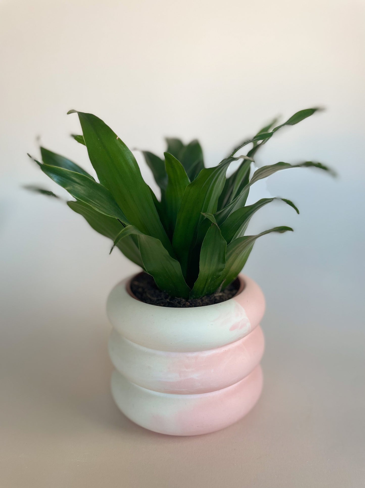 Plant Pot