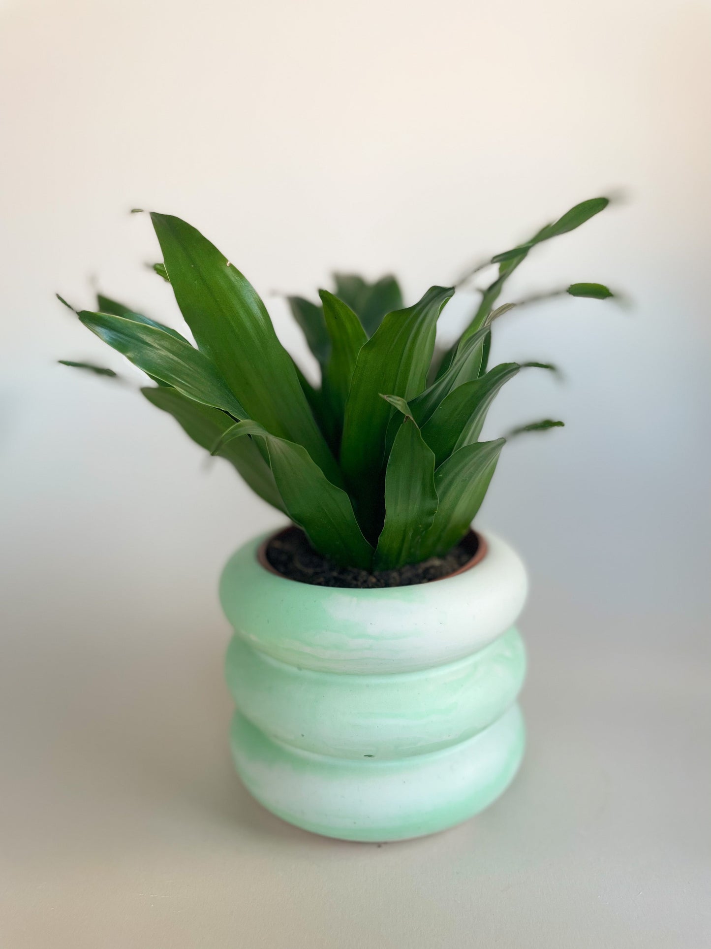 Plant Pot